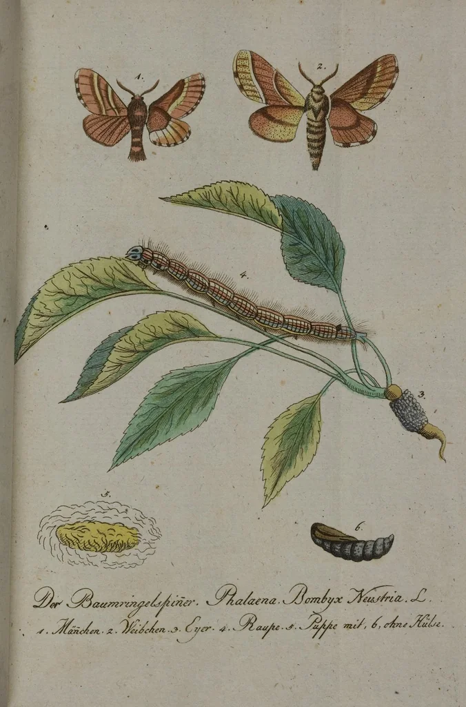 An illustration from (Band 2): Zweytes Hundert, 1796, leaf 182