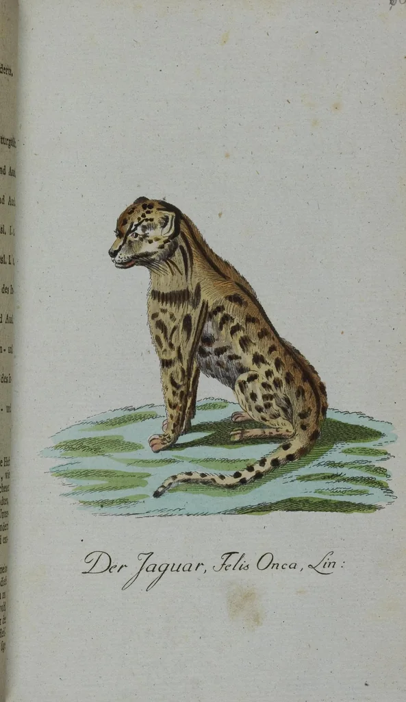 An illustration from (Band 2): Zweytes Hundert, 1796, leaf 185