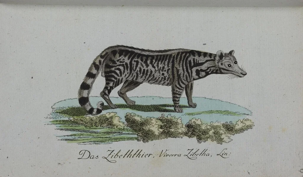 An illustration from (Band 2): Zweytes Hundert, 1796, leaf 186