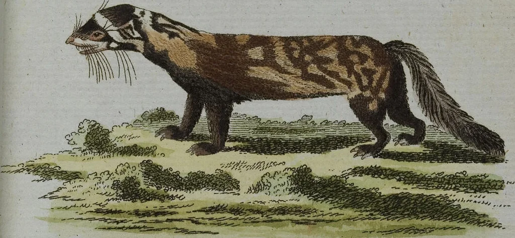 An illustration from (Band 2): Zweytes Hundert, 1796, leaf 187
