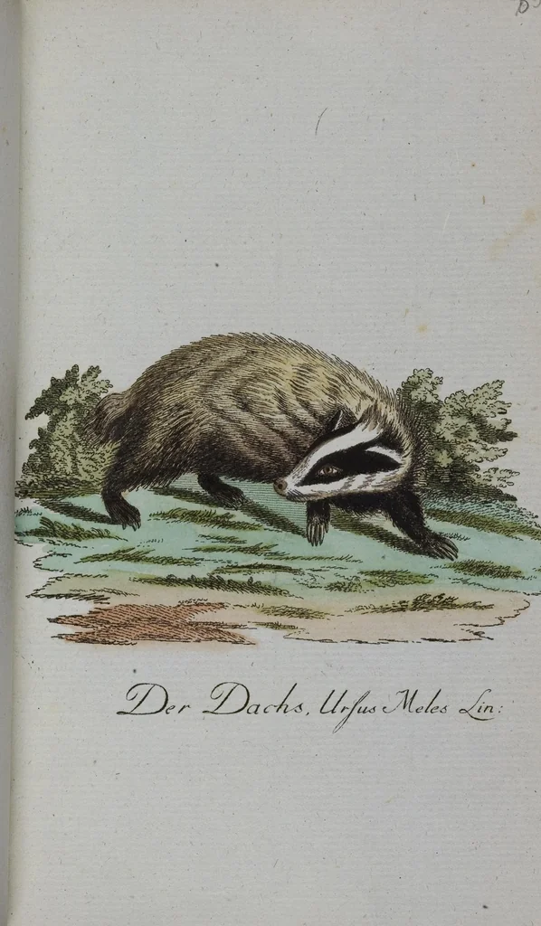 An illustration from (Band 2): Zweytes Hundert, 1796, leaf 188