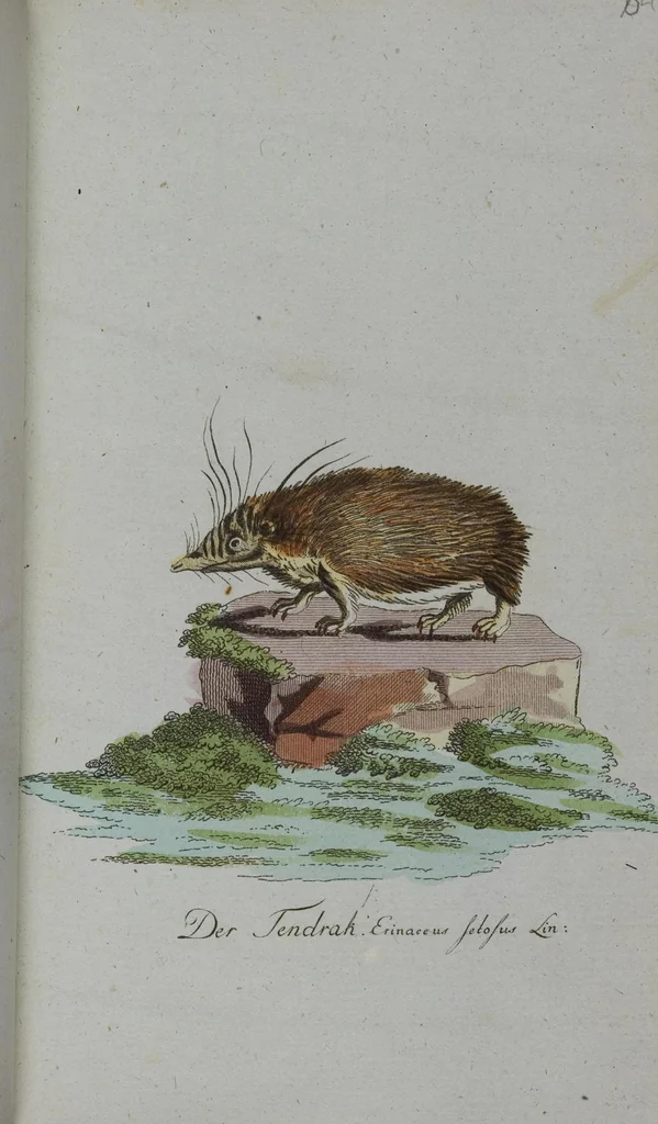 An illustration from (Band 2): Zweytes Hundert, 1796, leaf 189
