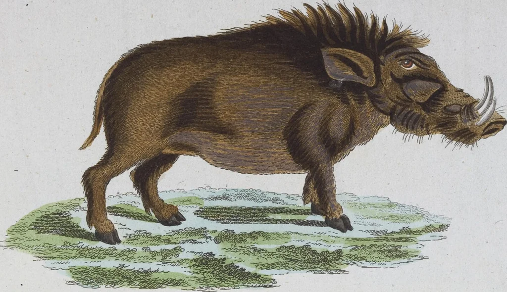 An illustration from (Band 2): Zweytes Hundert, 1796, leaf 190