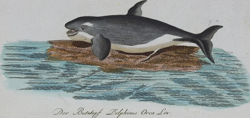 An illustration from (Band 2): Zweytes Hundert, 1796, leaf 191