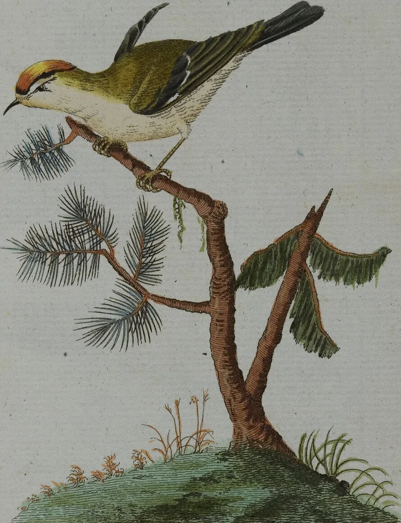 An illustration from (Band 2): Zweytes Hundert, 1796, leaf 192