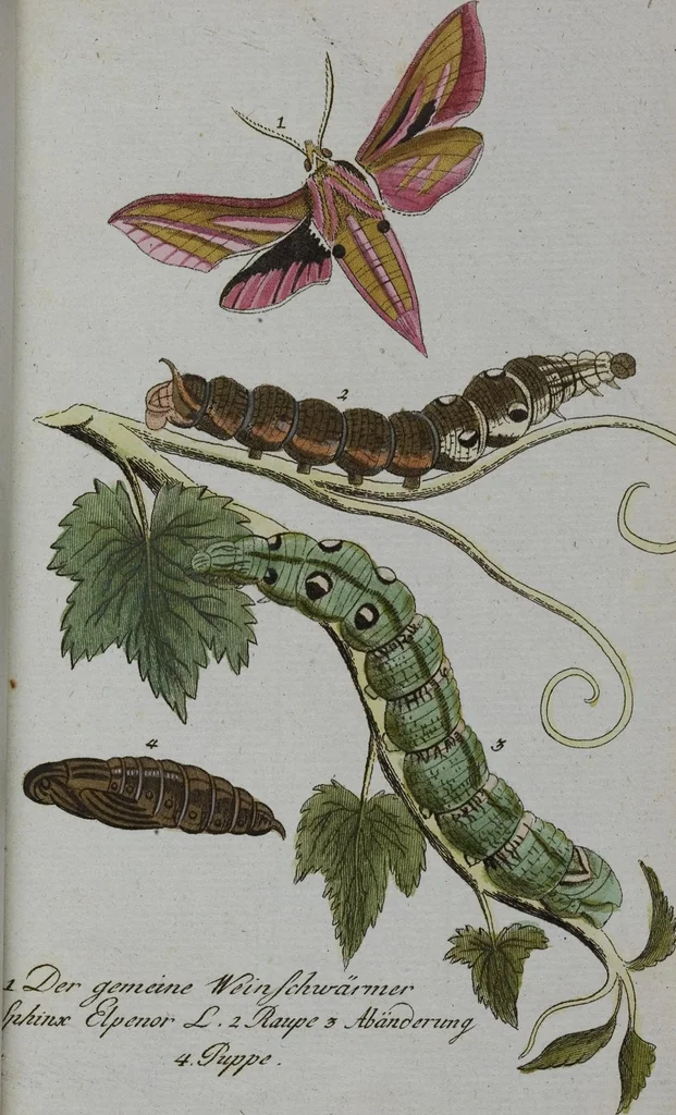 An illustration from (Band 2): Zweytes Hundert, 1796, leaf 193