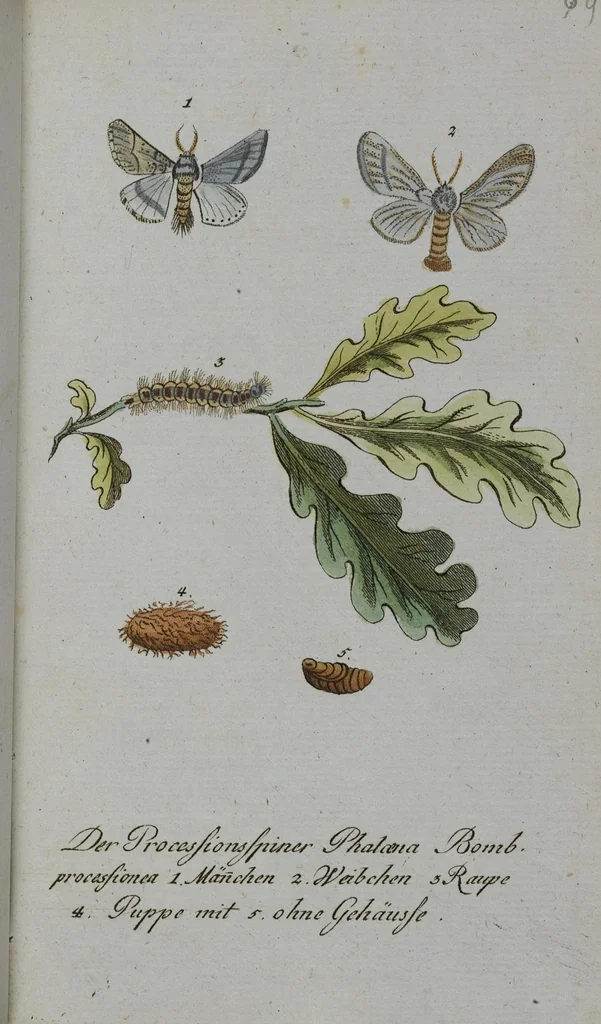 An illustration from (Band 2): Zweytes Hundert, 1796, leaf 194