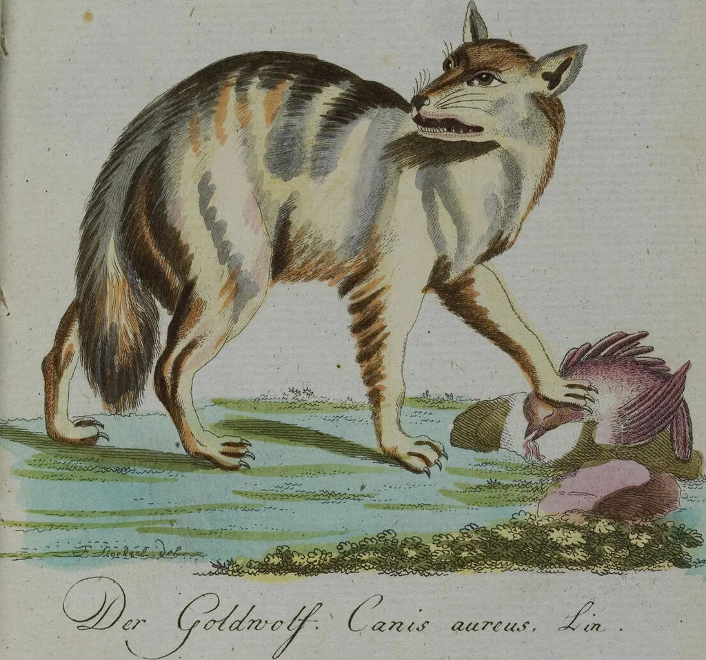 An illustration from (Band 2): Zweytes Hundert, 1796, leaf 197
