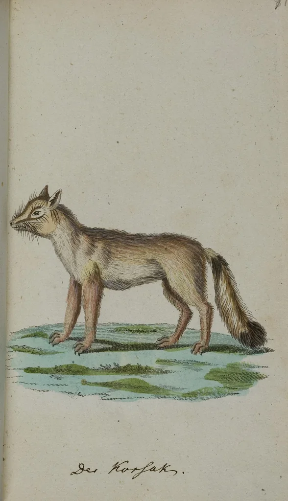 An illustration from (Band 2): Zweytes Hundert, 1796, leaf 198