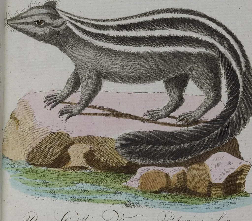An illustration from (Band 2): Zweytes Hundert, 1796, leaf 200