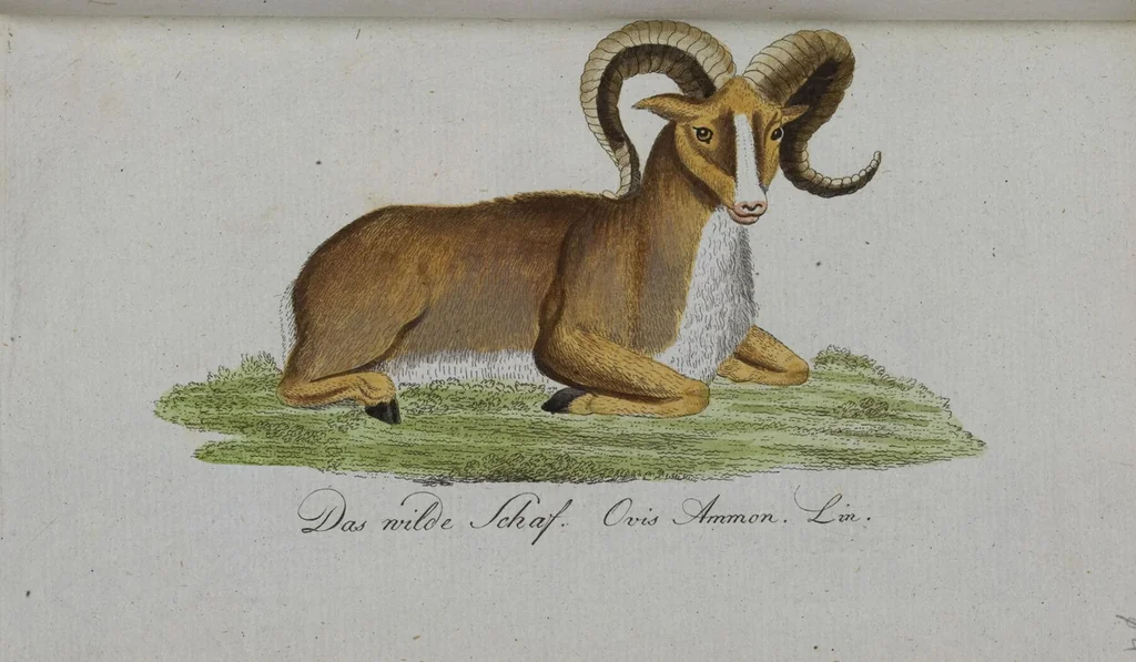 An illustration from (Band 2): Zweytes Hundert, 1796, leaf 201