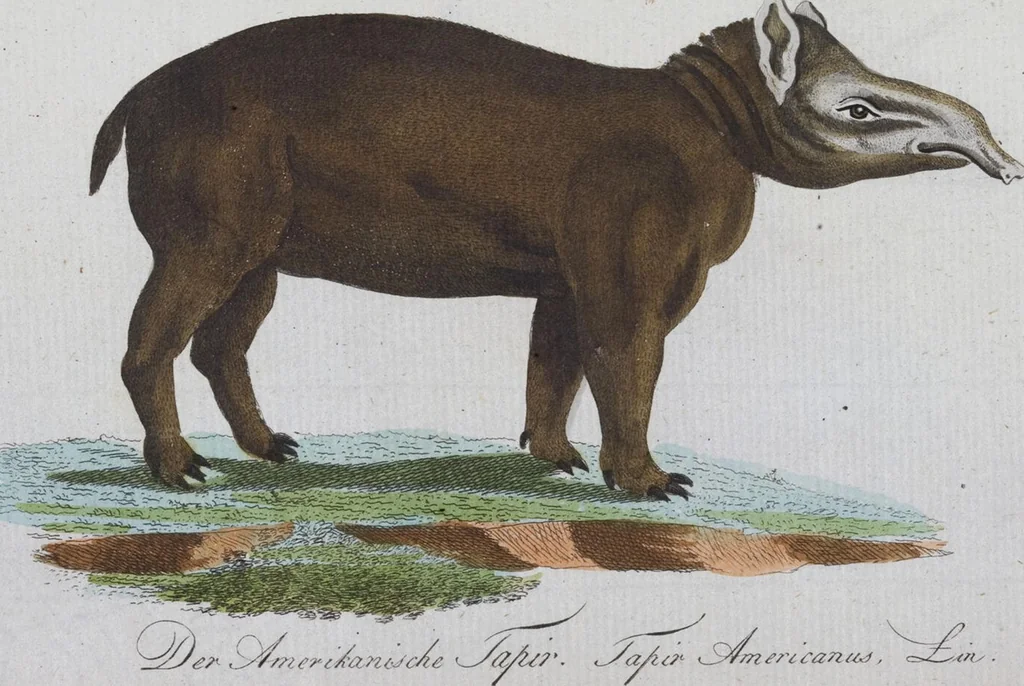 An illustration from (Band 2): Zweytes Hundert, 1796, leaf 203