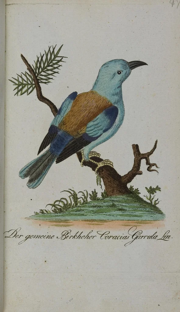 An illustration from (Band 2): Zweytes Hundert, 1796, leaf 204