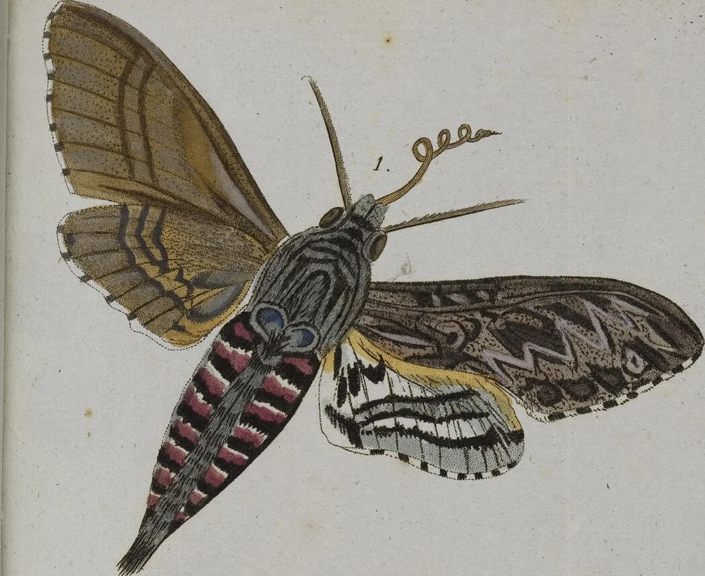 An illustration from (Band 2): Zweytes Hundert, 1796, leaf 205