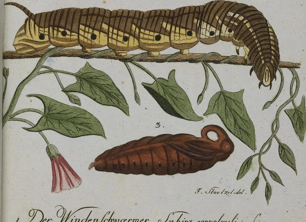 An illustration from (Band 2): Zweytes Hundert, 1796, leaf 205