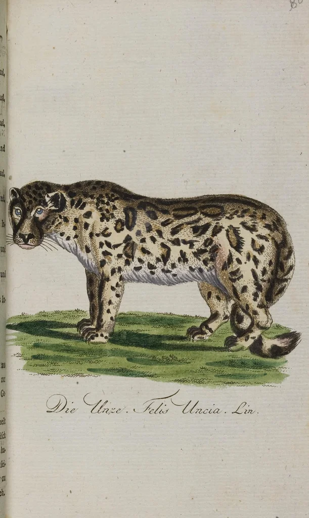 An illustration from (Band 2): Zweytes Hundert, 1796, leaf 209