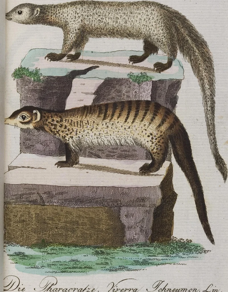 An illustration from (Band 2): Zweytes Hundert, 1796, leaf 210