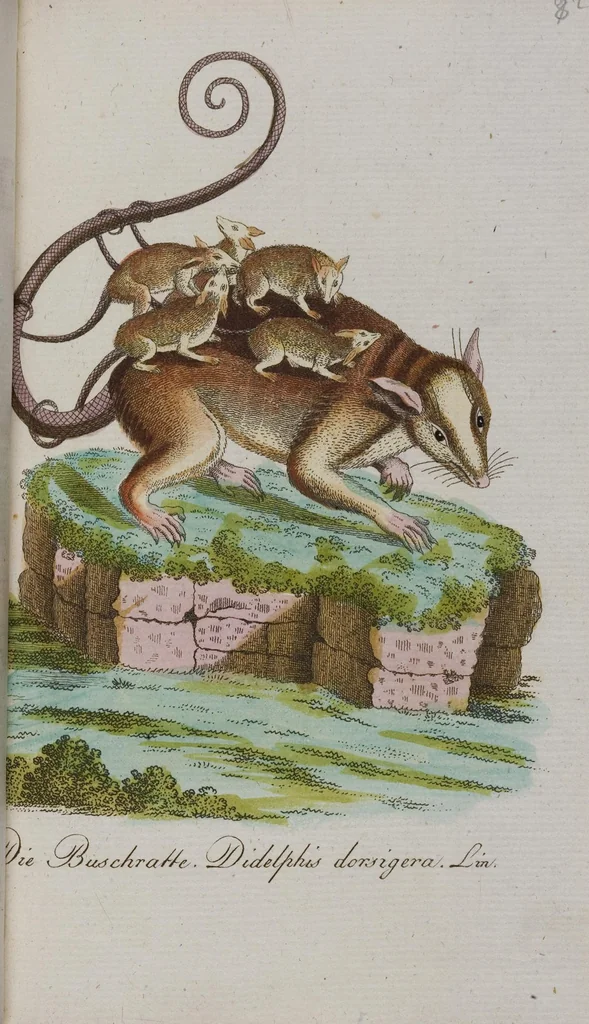 An illustration from (Band 2): Zweytes Hundert, 1796, leaf 211