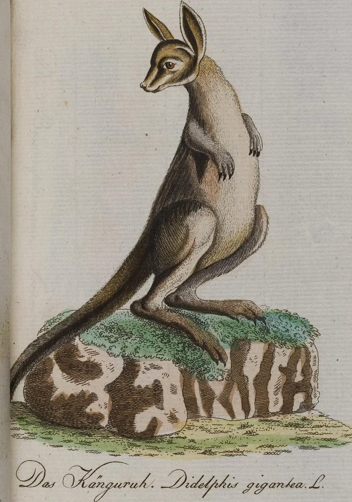 An illustration from (Band 2): Zweytes Hundert, 1796, leaf 212