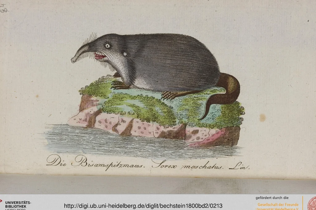 An illustration from (Band 2): Zweytes Hundert, 1796, leaf 213