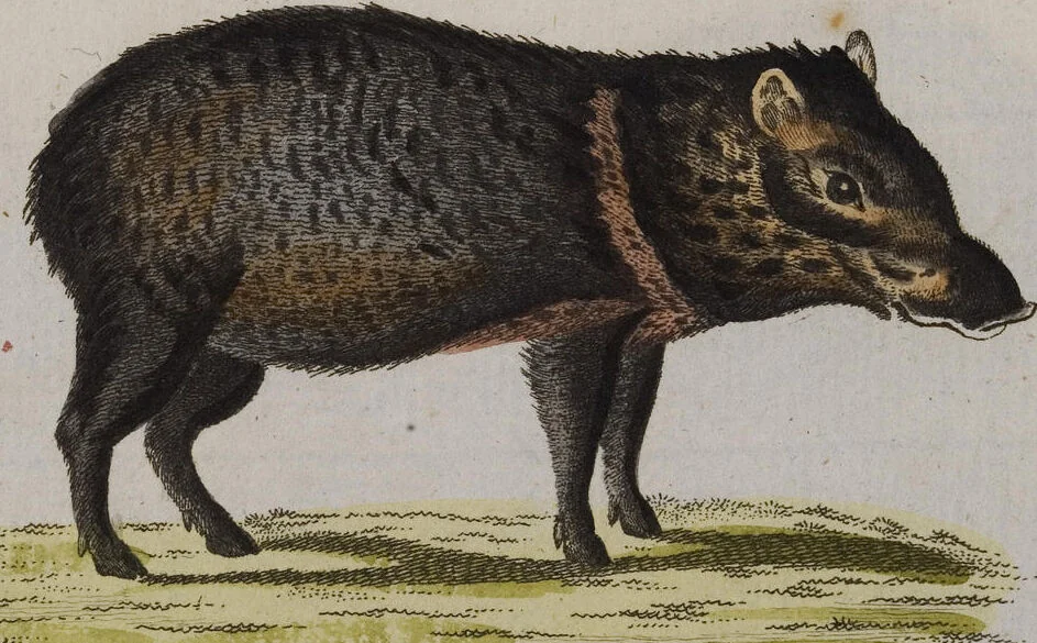 An illustration from (Band 2): Zweytes Hundert, 1796, leaf 214