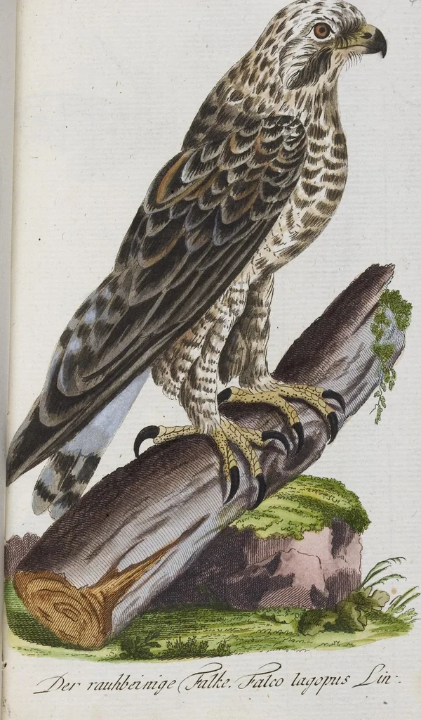 An illustration from (Band 2): Zweytes Hundert, 1796, leaf 216