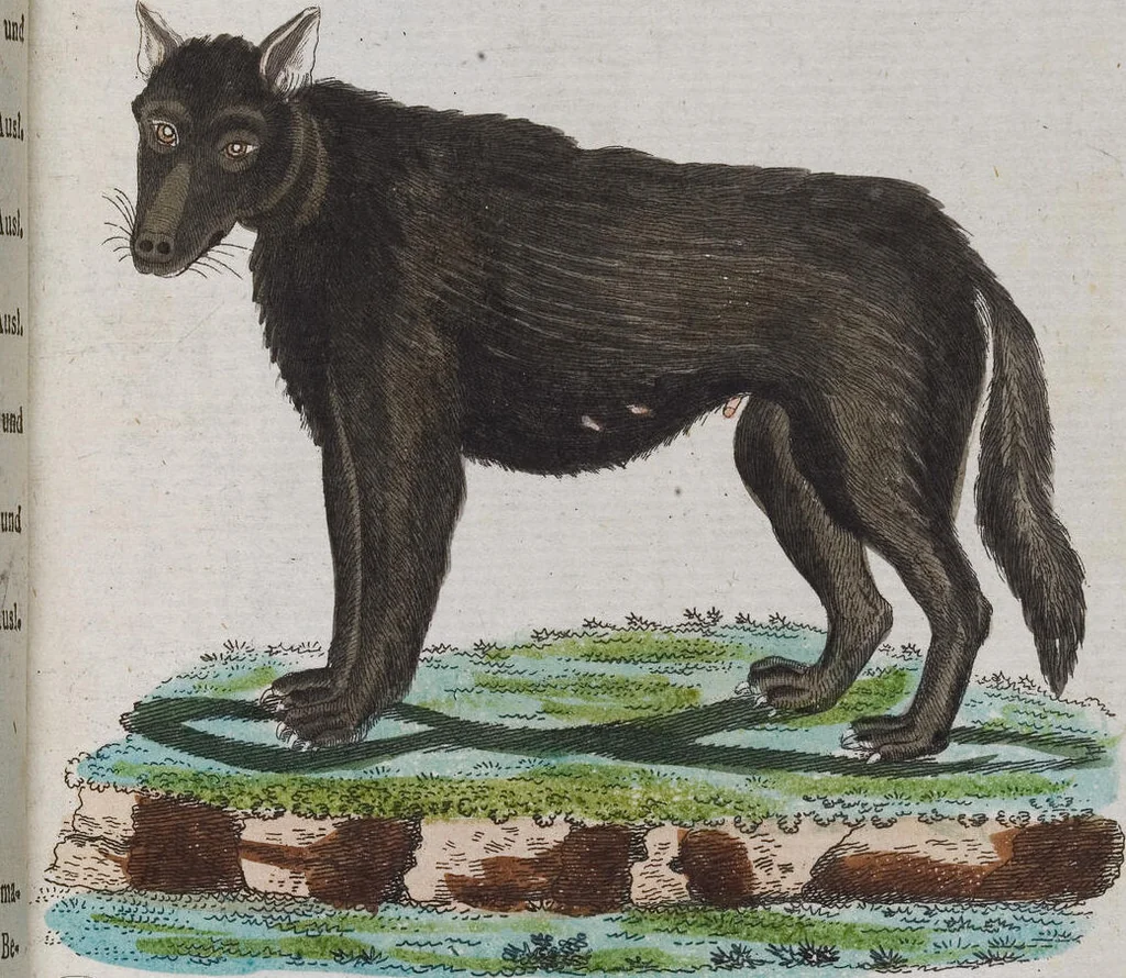 An illustration from (Band 2): Zweytes Hundert, 1796, leaf 221