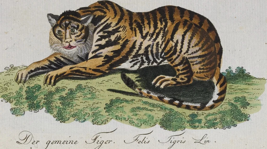 An illustration from (Band 2): Zweytes Hundert, 1796, leaf 222