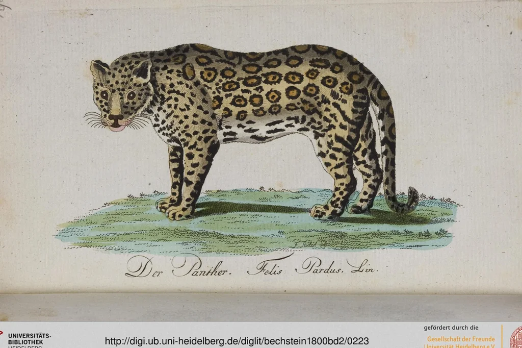 An illustration from (Band 2): Zweytes Hundert, 1796, leaf 223