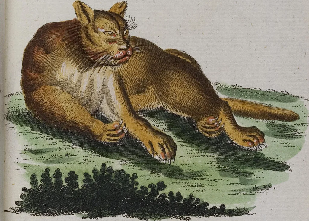 An illustration from (Band 2): Zweytes Hundert, 1796, leaf 224