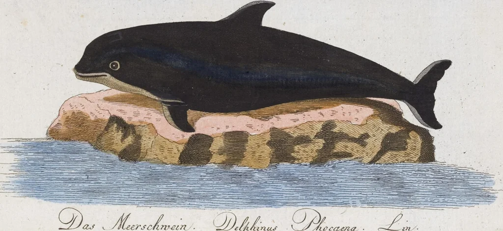 An illustration from (Band 2): Zweytes Hundert, 1796, leaf 227