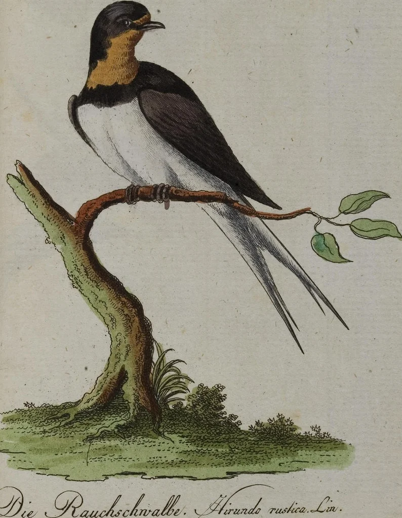 An illustration from (Band 2): Zweytes Hundert, 1796, leaf 228