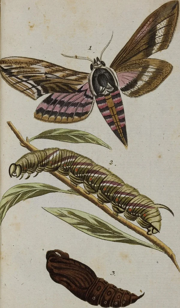 An illustration from (Band 2): Zweytes Hundert, 1796, leaf 229