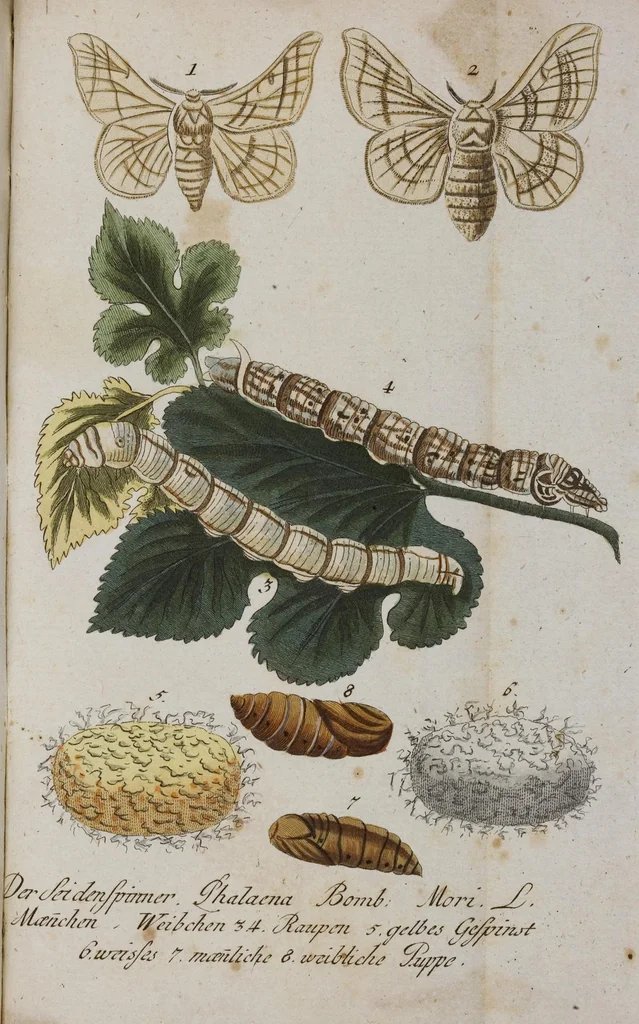 An illustration from (Band 2): Zweytes Hundert, 1796, leaf 230