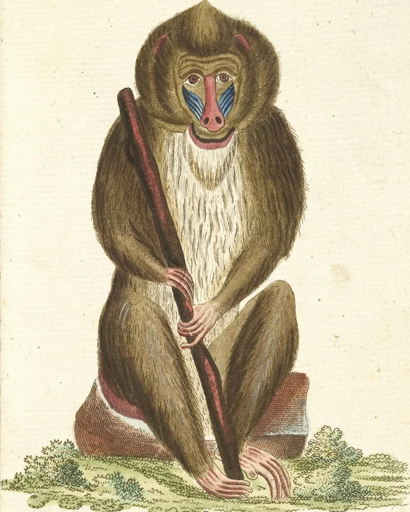 An illustration from (Band 3): Drittes Hundert oder III. Band, 1802, leaf 102
