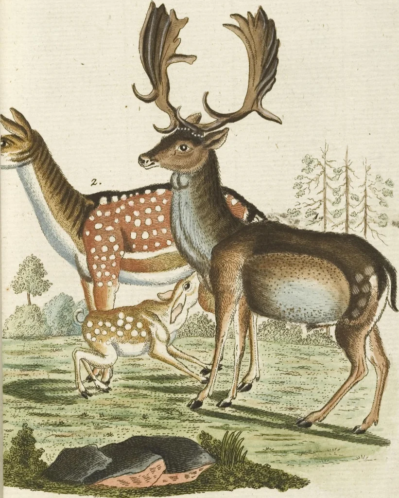 An illustration from (Band 3): Drittes Hundert oder III. Band, 1802, leaf 104