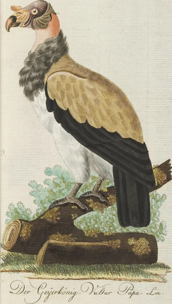 An illustration from (Band 3): Drittes Hundert oder III. Band, 1802, leaf 107