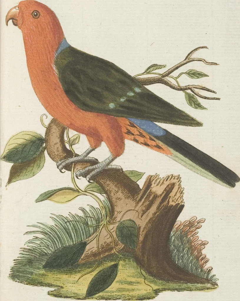 An illustration from (Band 3): Drittes Hundert oder III. Band, 1802, leaf 108