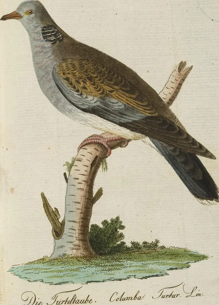 An illustration from (Band 3): Drittes Hundert oder III. Band, 1802, leaf 109
