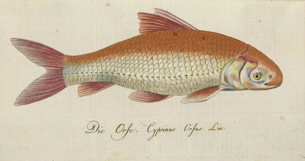 An illustration from (Band 3): Drittes Hundert oder III. Band, 1802, leaf 110