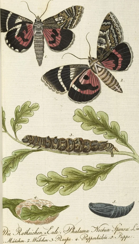 An illustration from (Band 3): Drittes Hundert oder III. Band, 1802, leaf 111