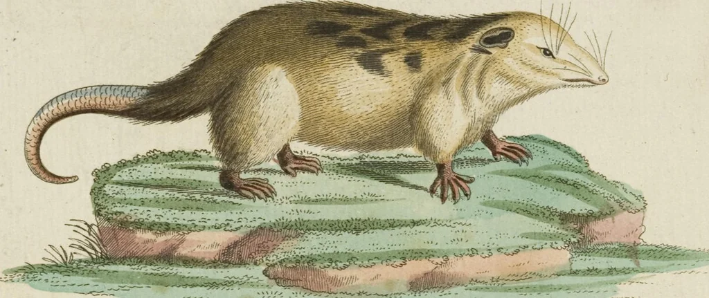 An illustration from (Band 3): Drittes Hundert oder III. Band, 1802, leaf 112