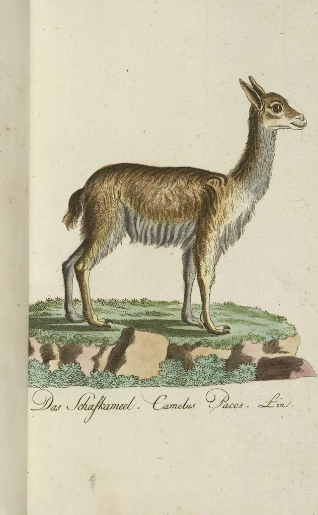 An illustration from (Band 3): Drittes Hundert oder III. Band, 1802, leaf 113