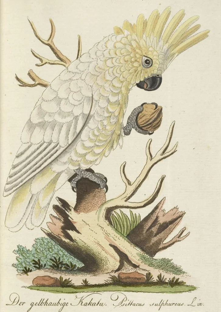 An illustration from (Band 3): Drittes Hundert oder III. Band, 1802, leaf 118