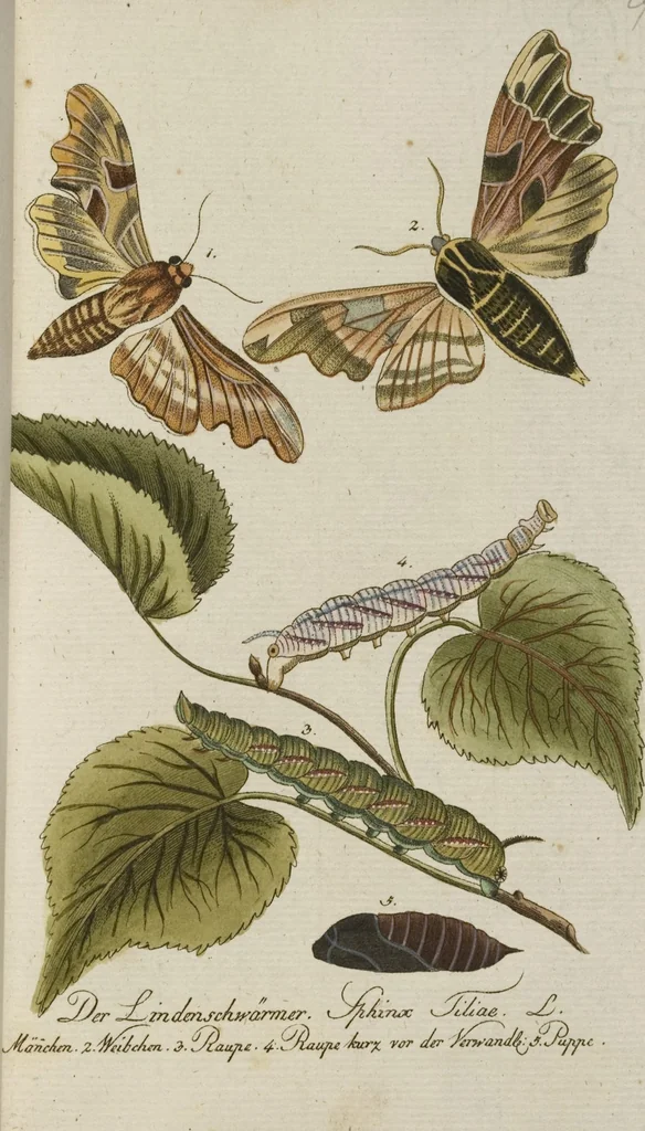 An illustration from (Band 3): Drittes Hundert oder III. Band, 1802, leaf 120