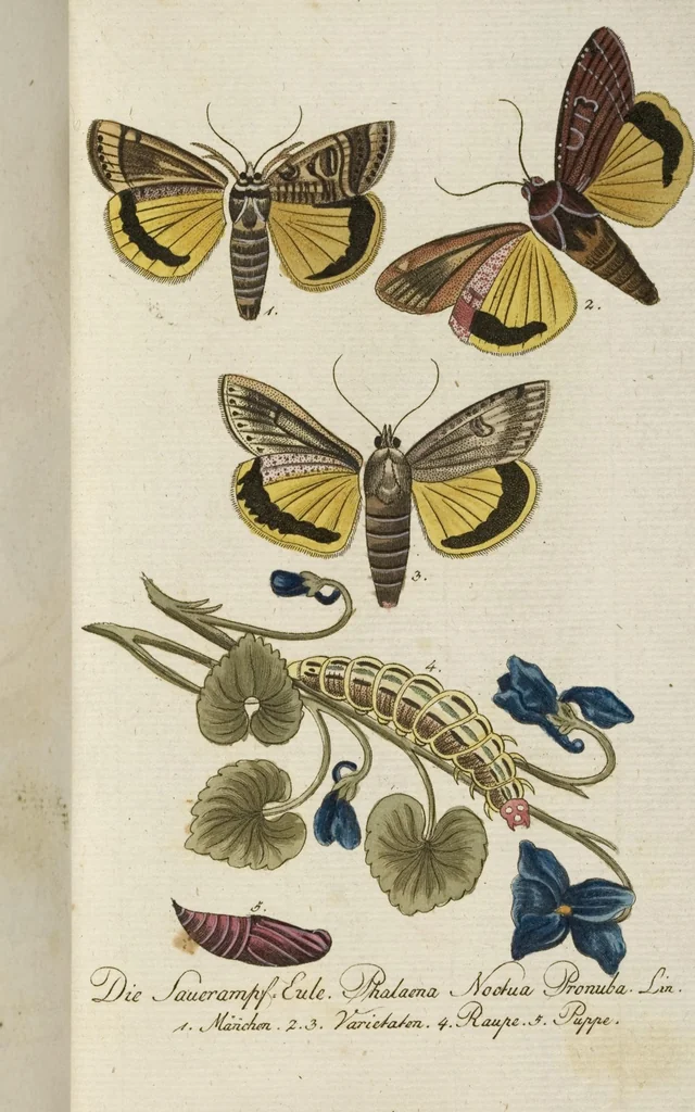 An illustration from (Band 3): Drittes Hundert oder III. Band, 1802, leaf 121