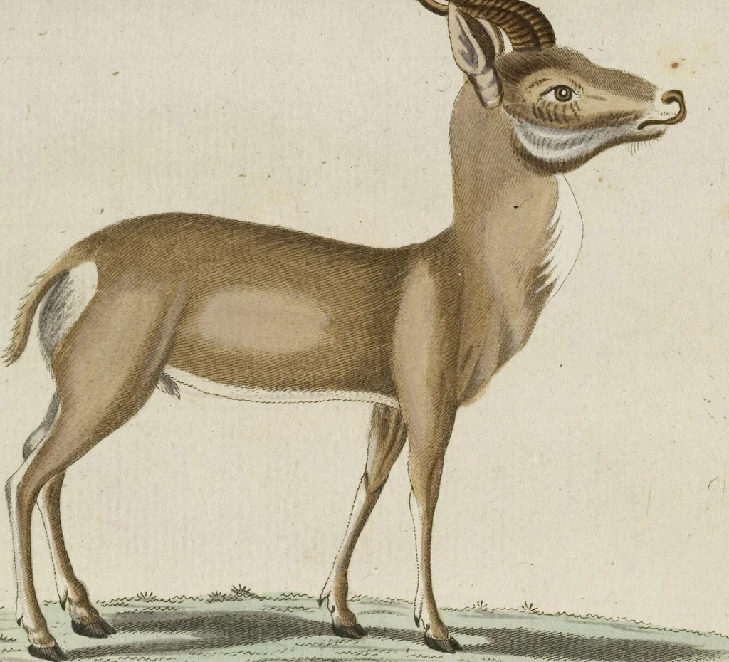 An illustration from (Band 3): Drittes Hundert oder III. Band, 1802, leaf 123