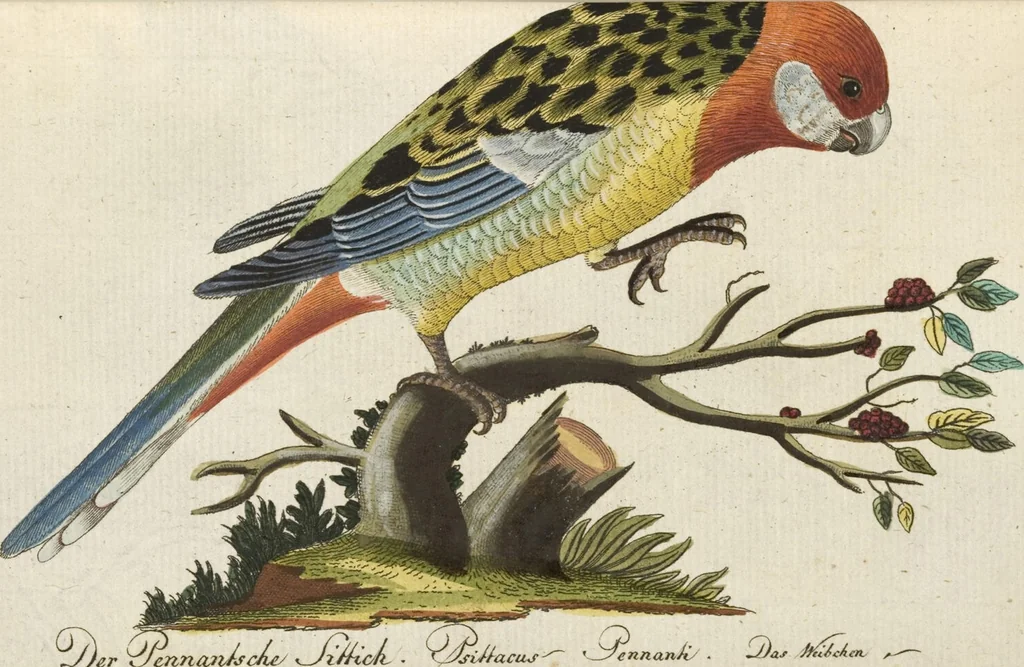 An illustration from (Band 3): Drittes Hundert oder III. Band, 1802, leaf 125