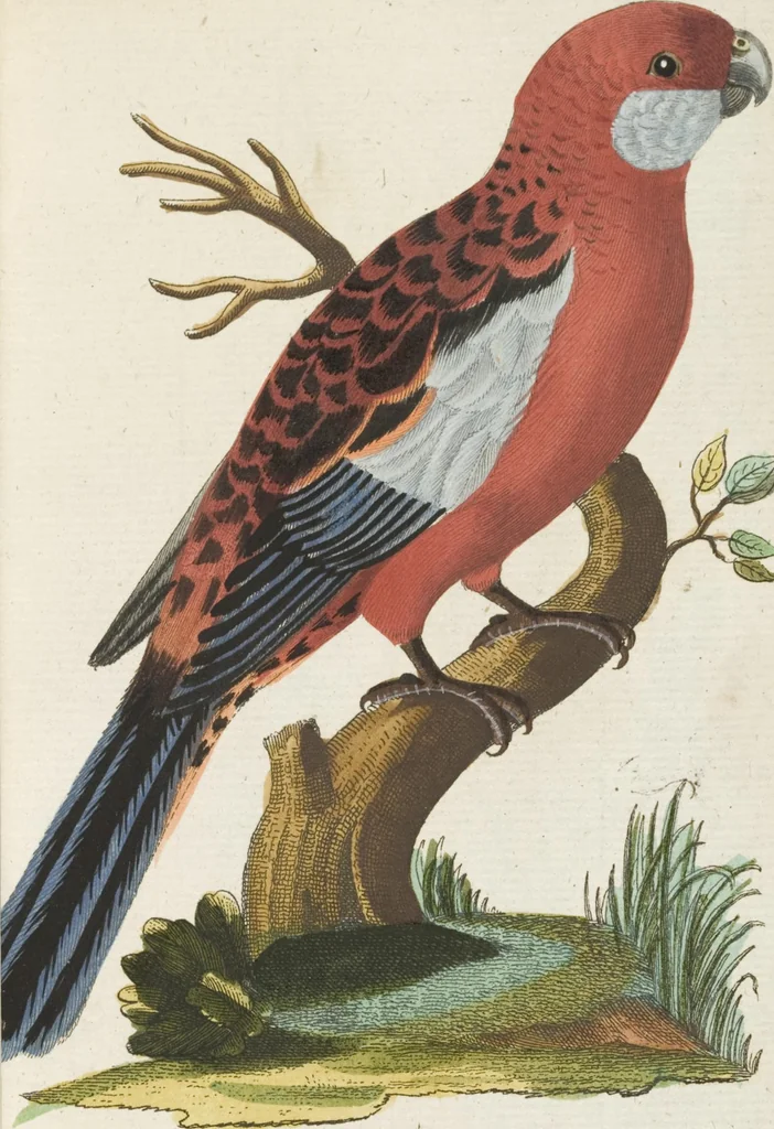 An illustration from (Band 3): Drittes Hundert oder III. Band, 1802, leaf 126