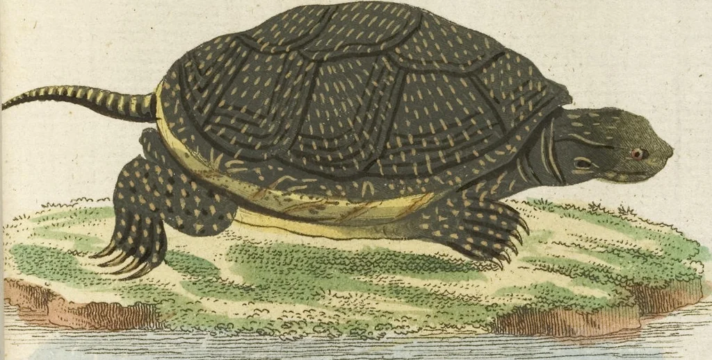 An illustration from (Band 3): Drittes Hundert oder III. Band, 1802, leaf 127